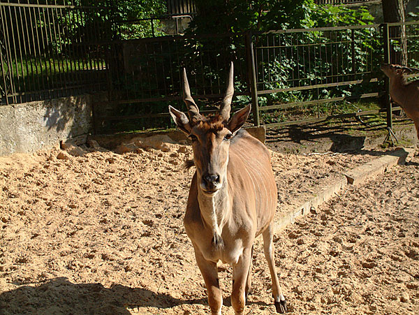 Rīgas zooloģiskais dārzs26