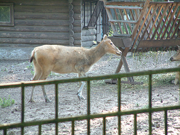 Rīgas zooloģiskais dārzs28