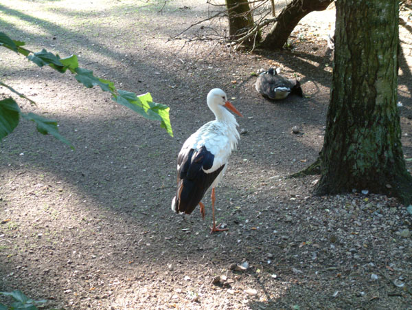 Rīgas zooloģiskais dārzs4
