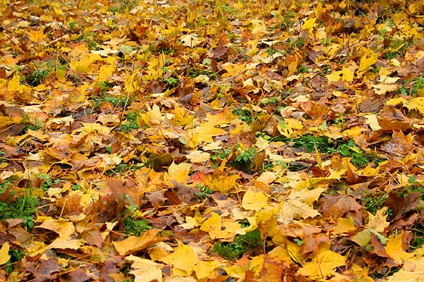 Velo-foto sesija «Bieriņu Rudens»2