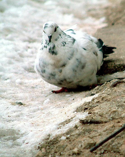 Portreti. 4. daļa2