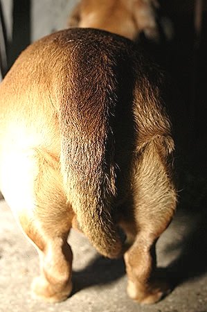 Jāņu svinības43