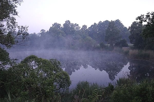 Jāņu svinības49